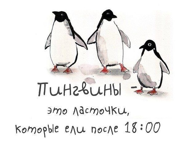 pinguins.jpg.__GF_600x.jpg